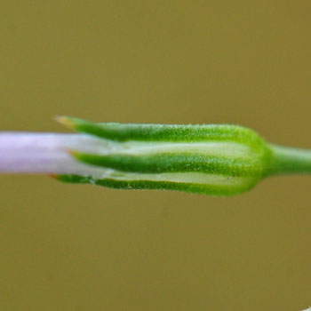 Ipomopsis longiflora, Flaxflowered Ipomopsis